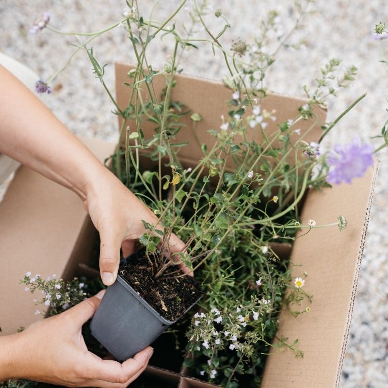 Veelgestelde vragen over onze vaste planten en borderpakketten