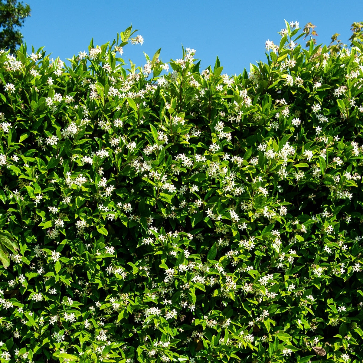 4x Waarom een (kant-en-klare) haag een slim - en groen - alternatief is voor een schutting