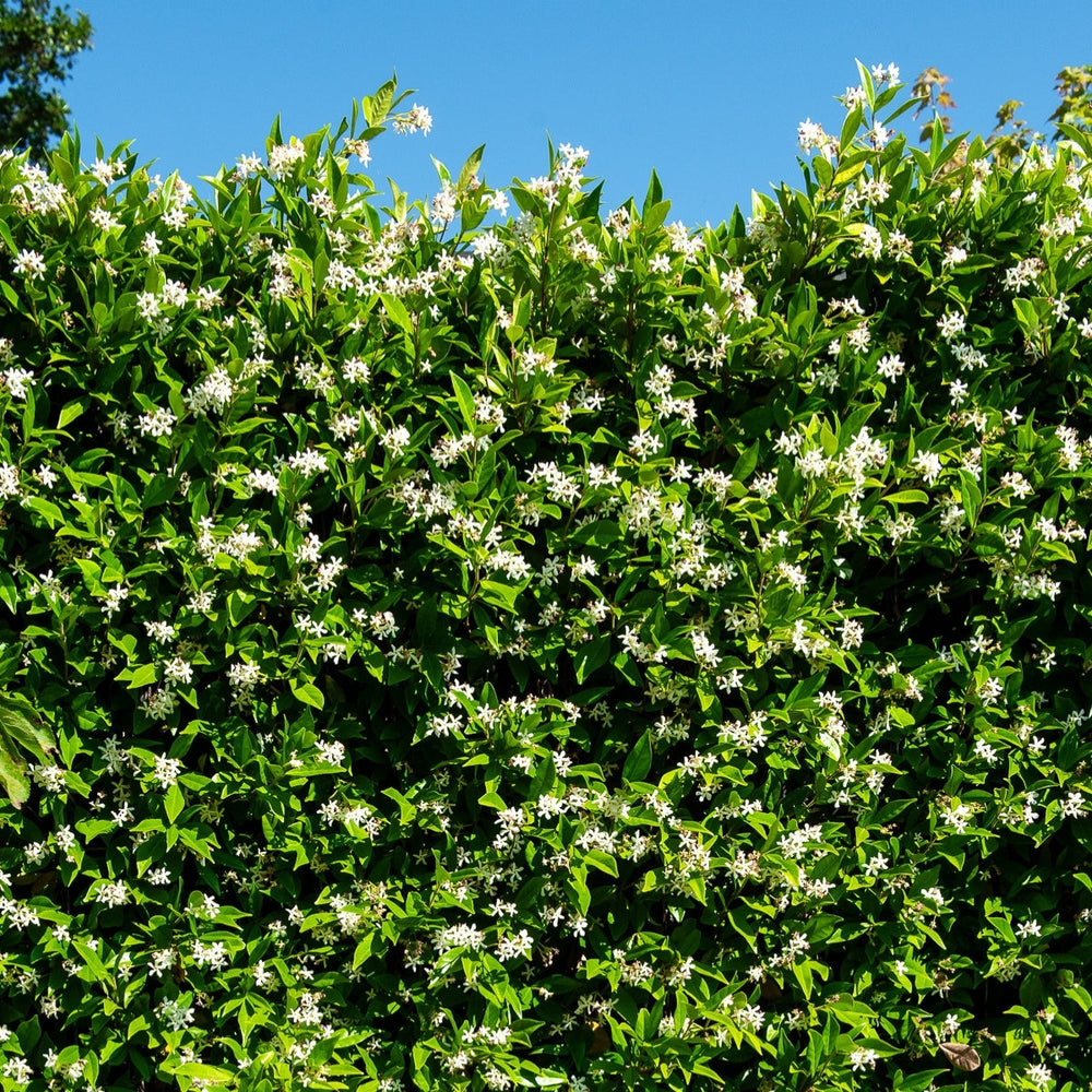 4x Waarom een (kant-en-klare) haag een slim - en groen - alternatief is voor een schutting