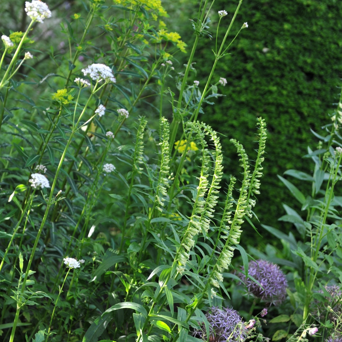 Waarom inheemse planten in je tuin noodzakelijk zijn