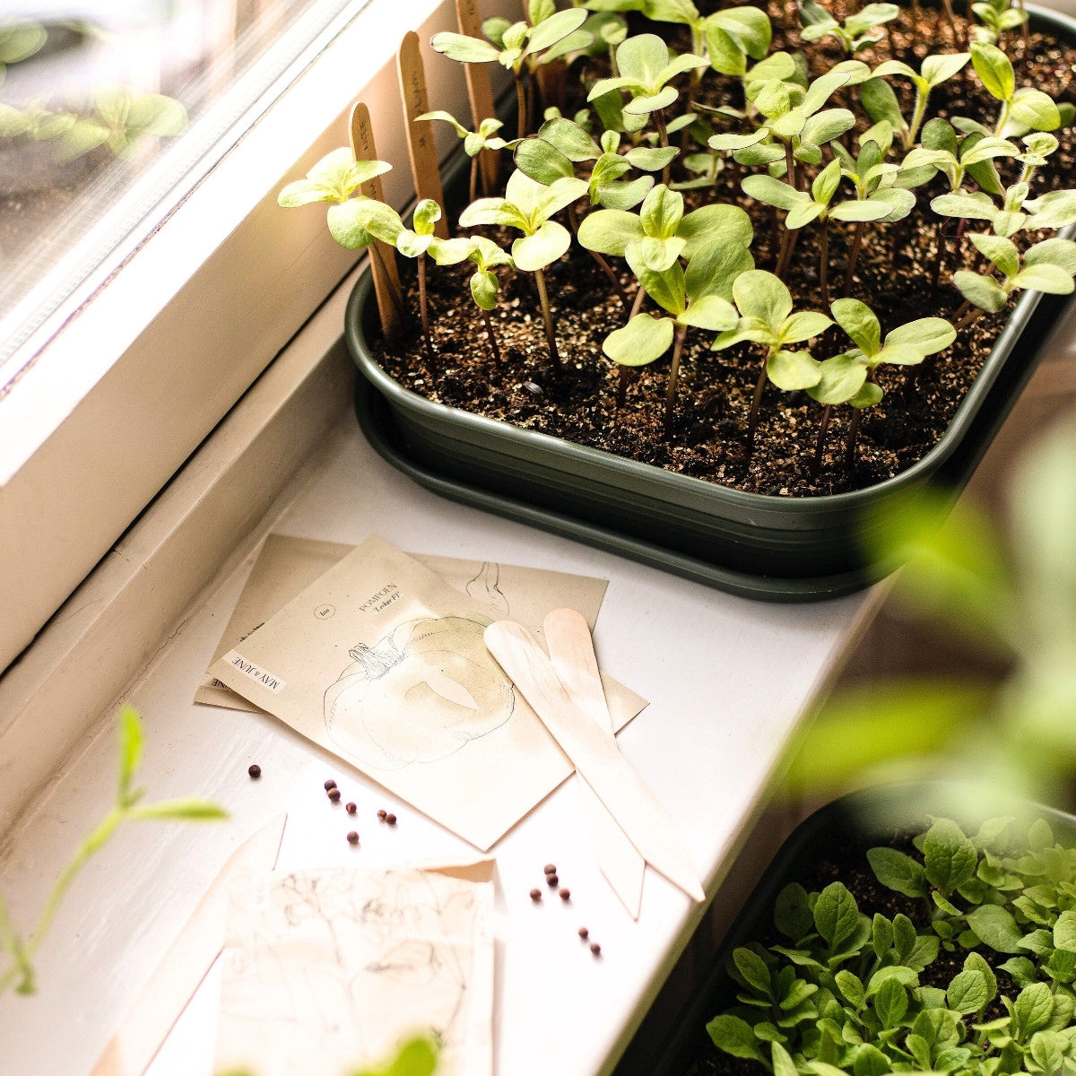 Wanneer begin je met zaaien? Zo stem je het moment af op het seizoen