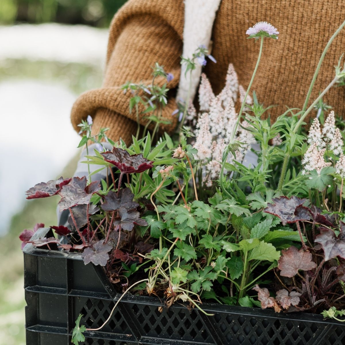Welke border past bij mijn tuin? Zonligging en bodem uitgelegd.