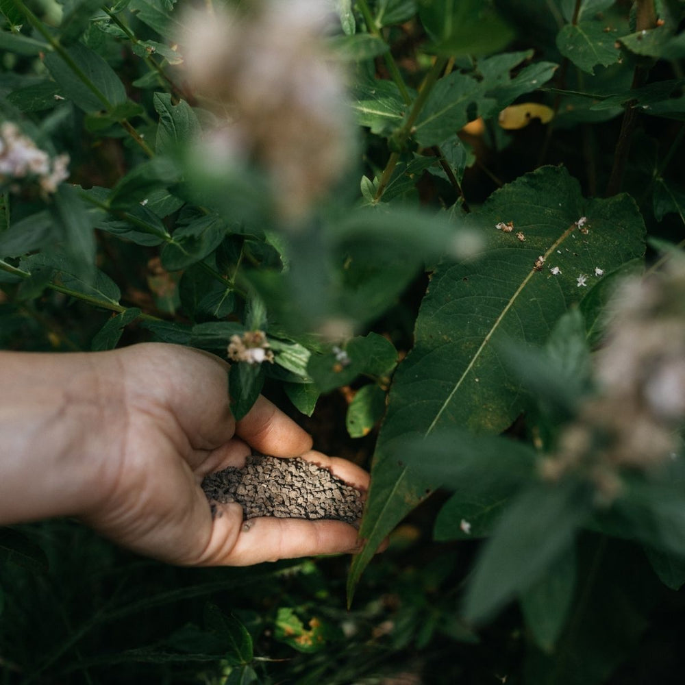 Welke plantenvoeding gebruik je wanneer?
