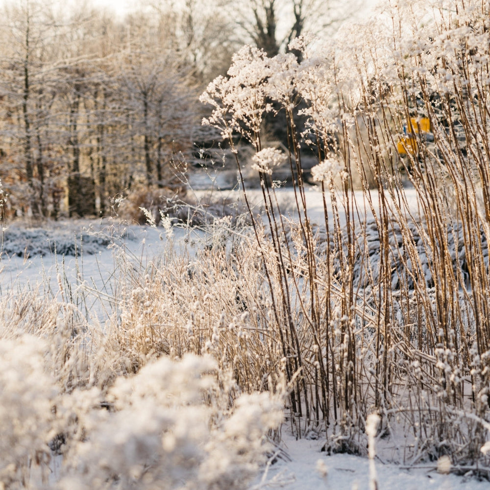 Winterverzorging van vaste planten: wél doen, níet doen