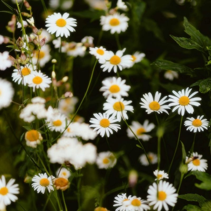 Zelf thee maken uit de tuin – zo doe je dat