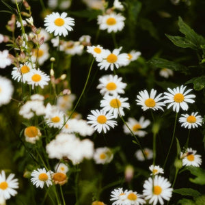 Zelf thee maken uit de tuin – zo doe je dat