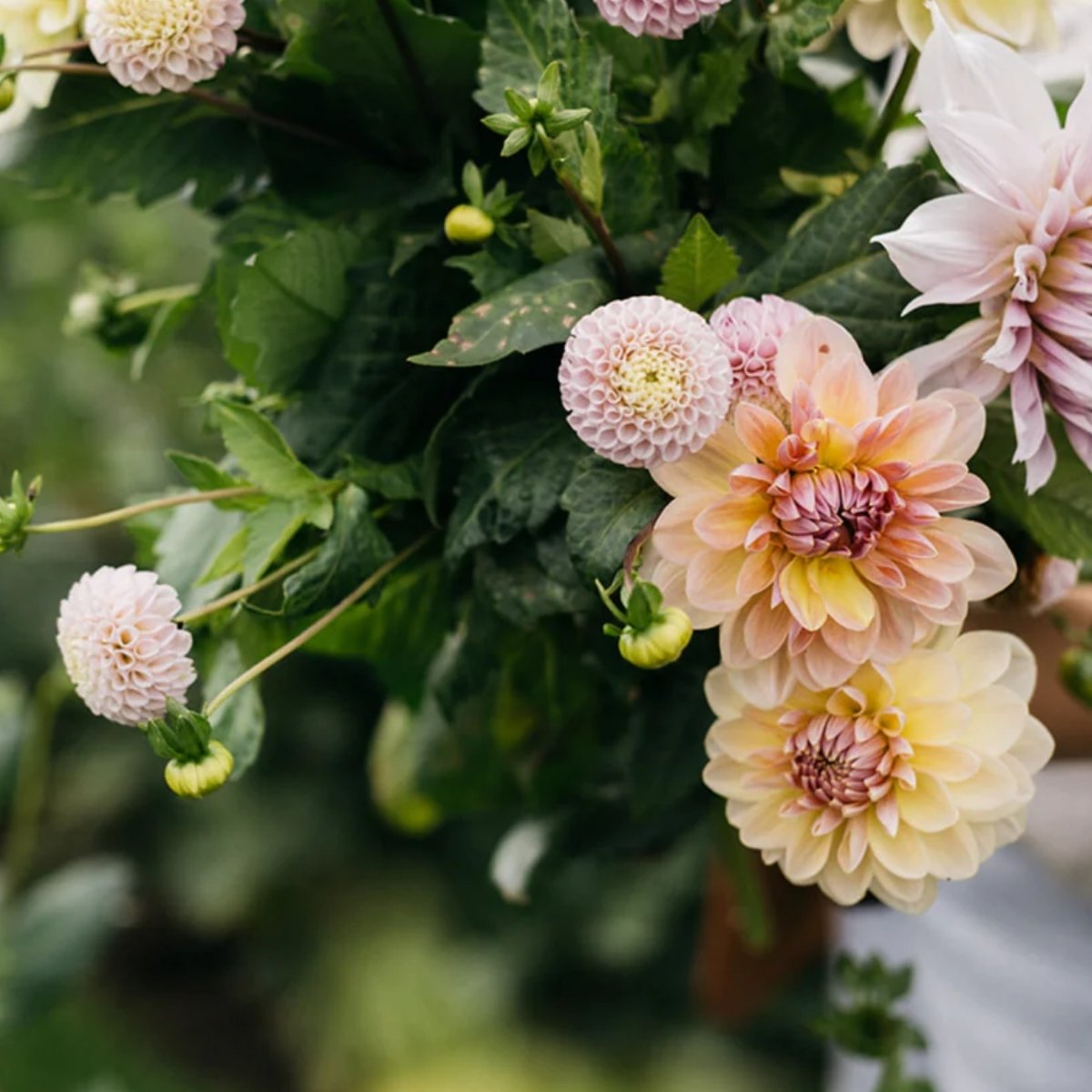 Zo kweek je dahlia's in je eigen tuin