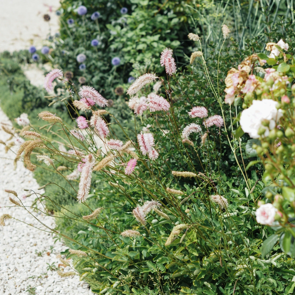 Tuinontwerp voor beginners: hoe kies ik de juiste hoeveelheden planten?