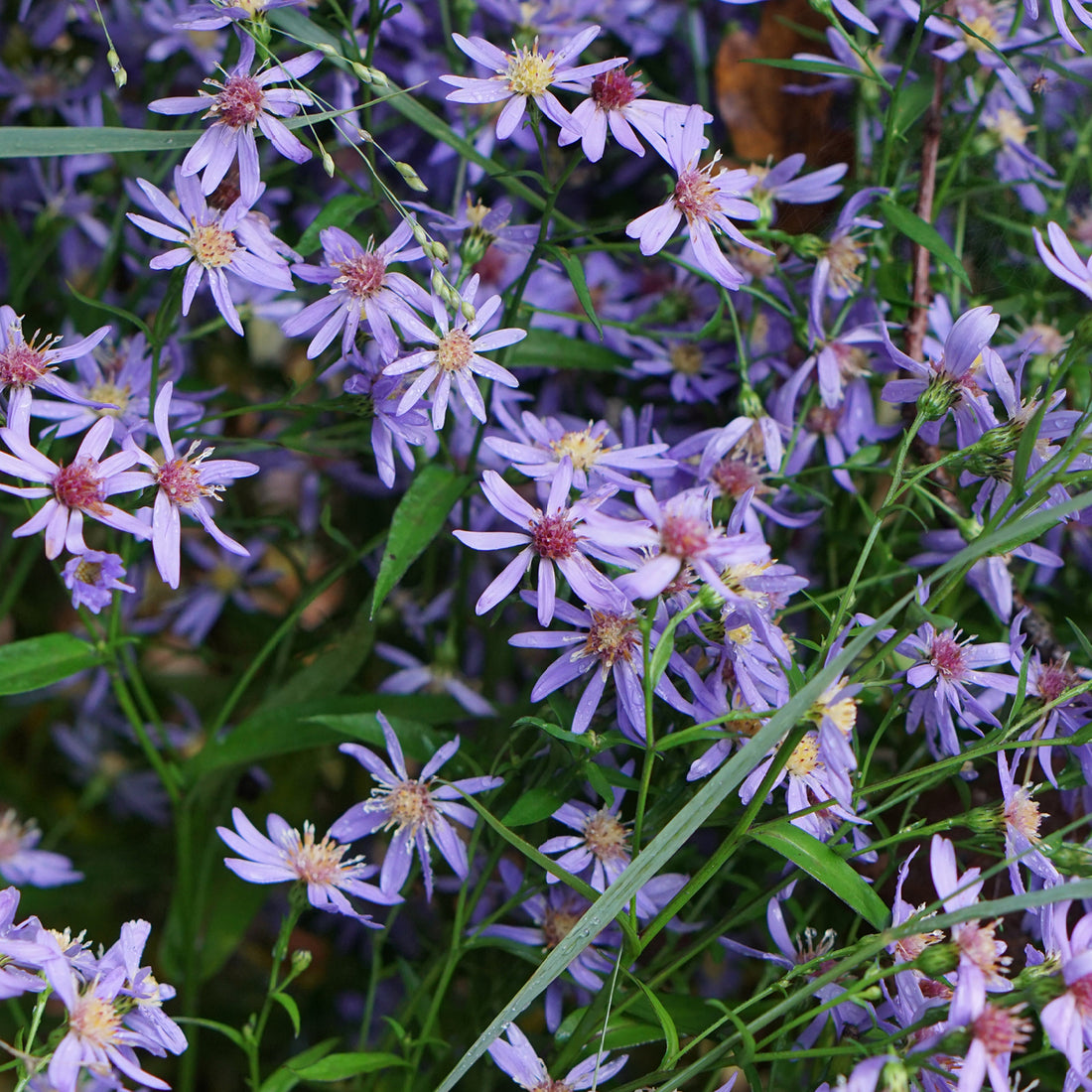 Herfstbloem: de aster