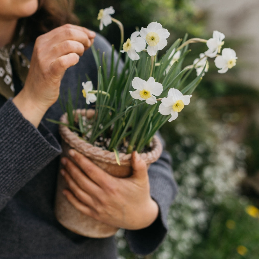 Bloembollen in potten