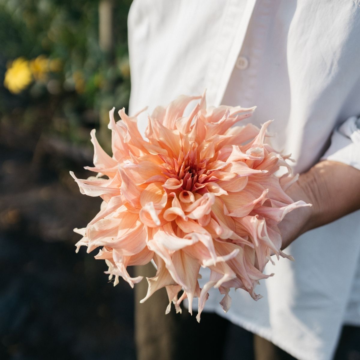 Dahlia's opbergen in de winter
