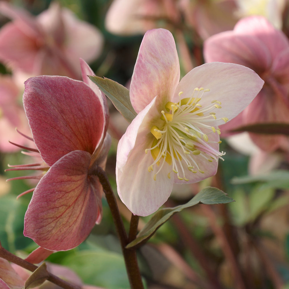 Helleborus kruisen, zo doe je dat!