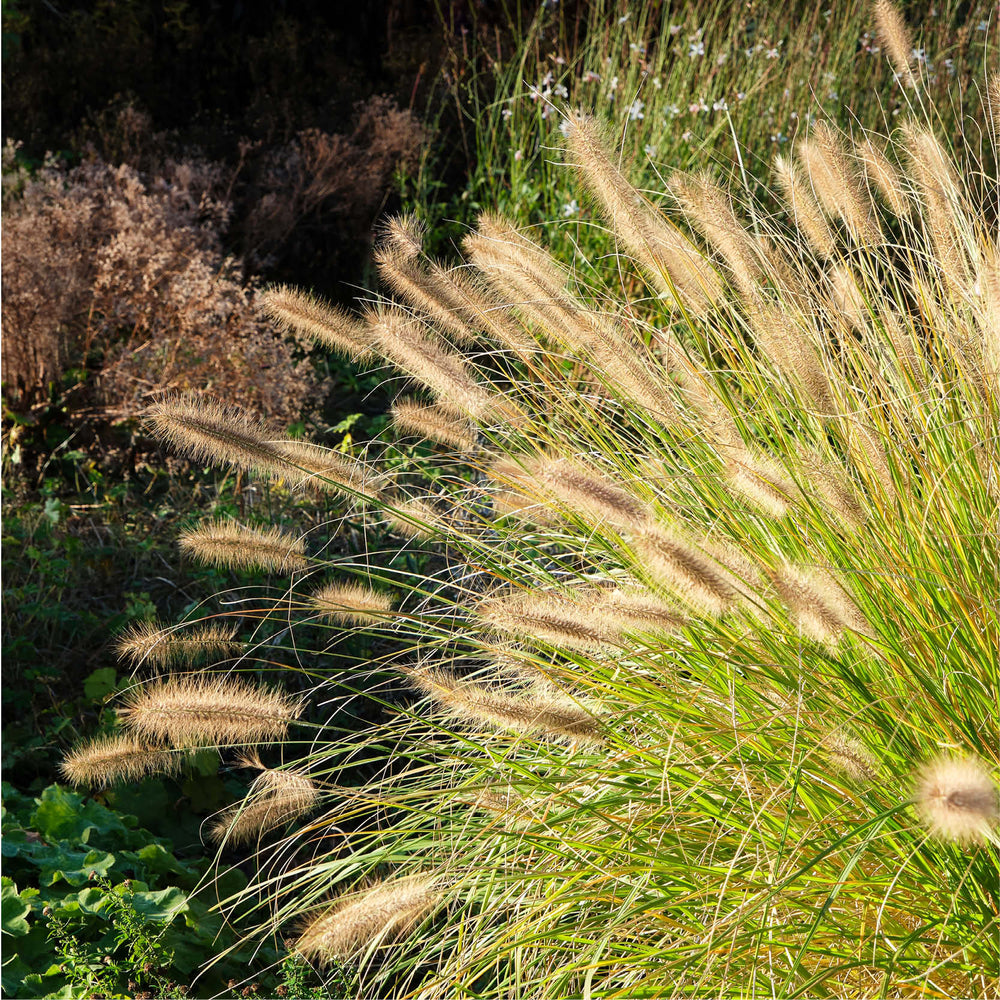 De beste planten voor een onderhoudsvriendelijke tuin