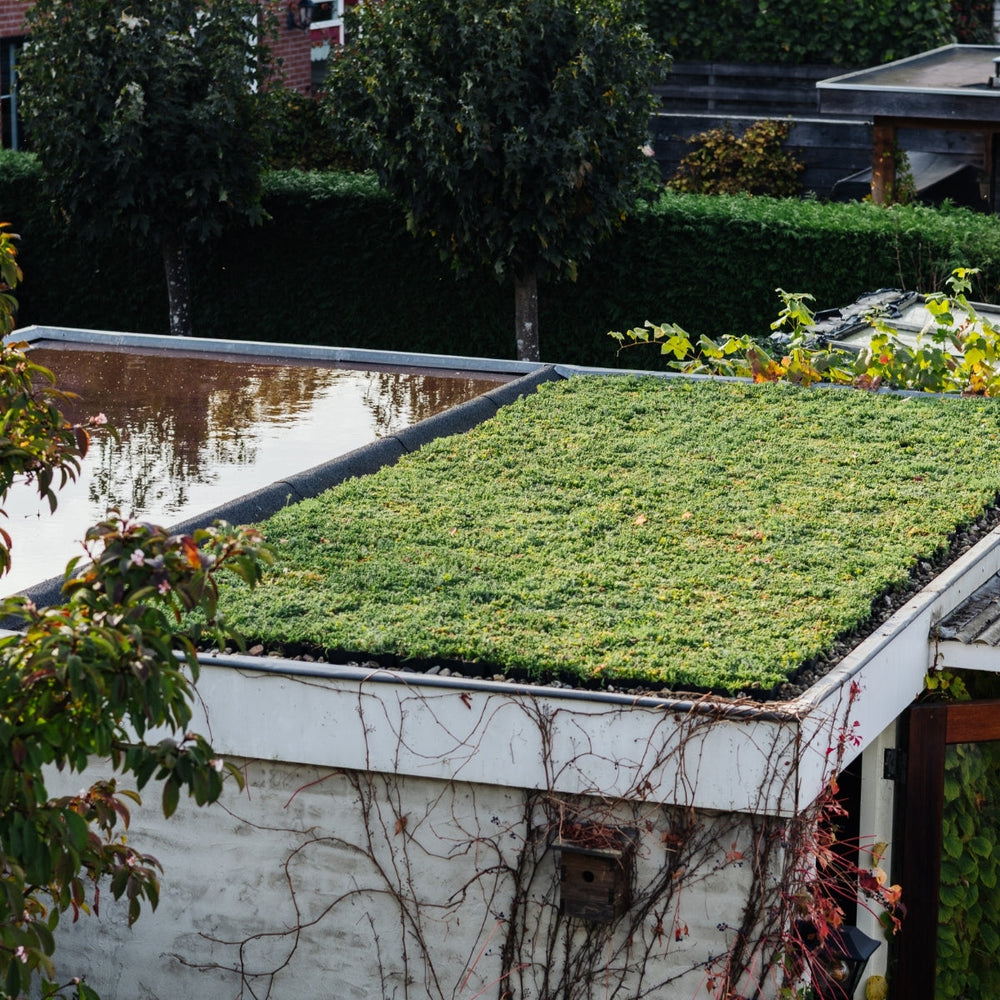 Wat zijn sedum cassettes en hoe onderhoud je een duurzaam sedumdak?