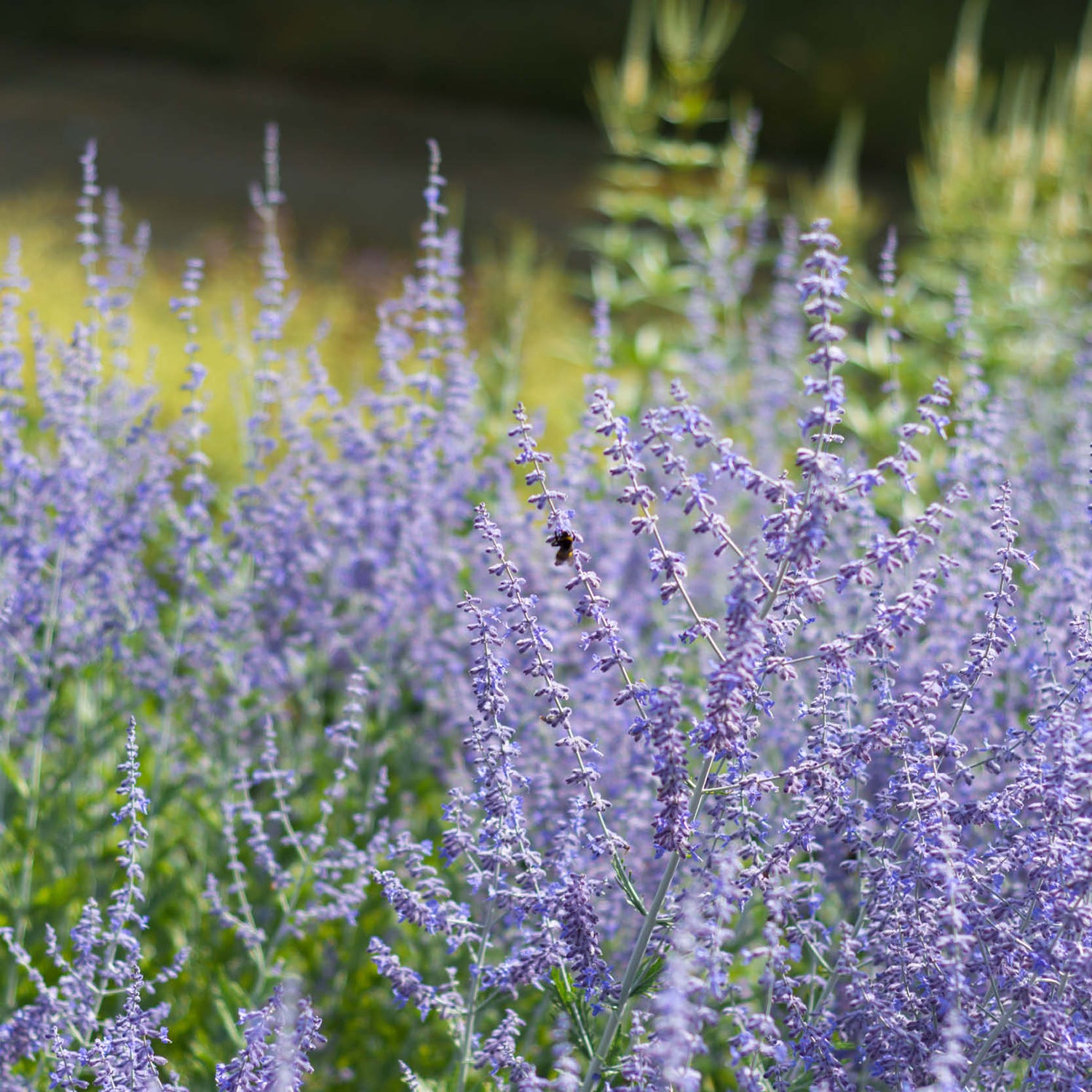 Droogte in je tuin? Deze vaste planten kunnen er prima tegen