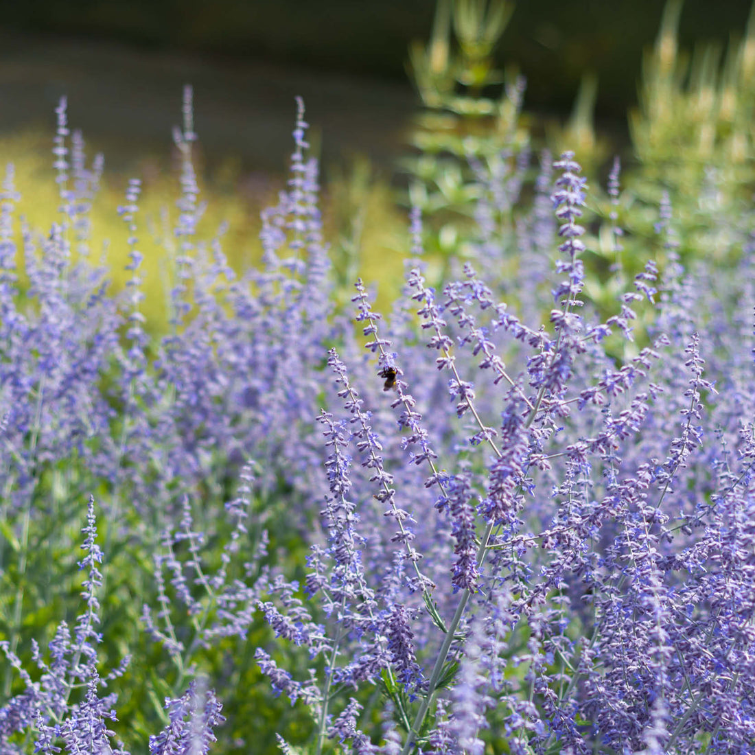 Droogte in je tuin? Deze vaste planten kunnen er prima tegen
