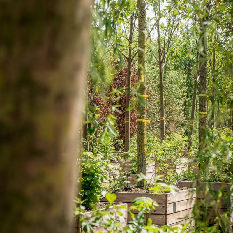 Een pleidooi voor een boom in iedere tuin met Sander de Klerk van boomkwekerij Ebben