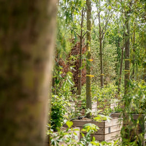 Een pleidooi voor een boom in iedere tuin met Sander de Klerk van boomkwekerij Ebben