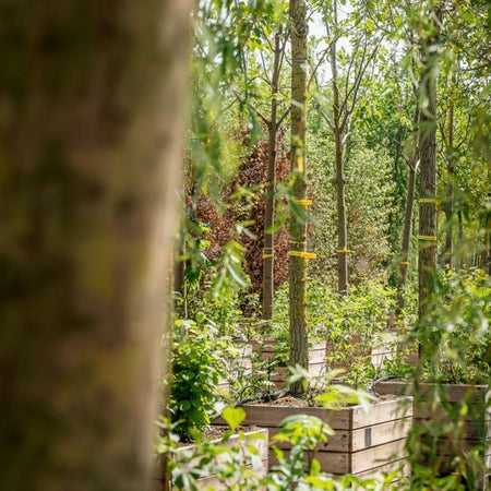Een pleidooi voor een boom in iedere tuin met Sander de Klerk van boomkwekerij Ebben
