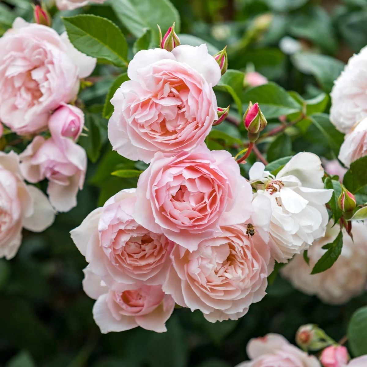 Rozen planten: kale wortel of in pot?