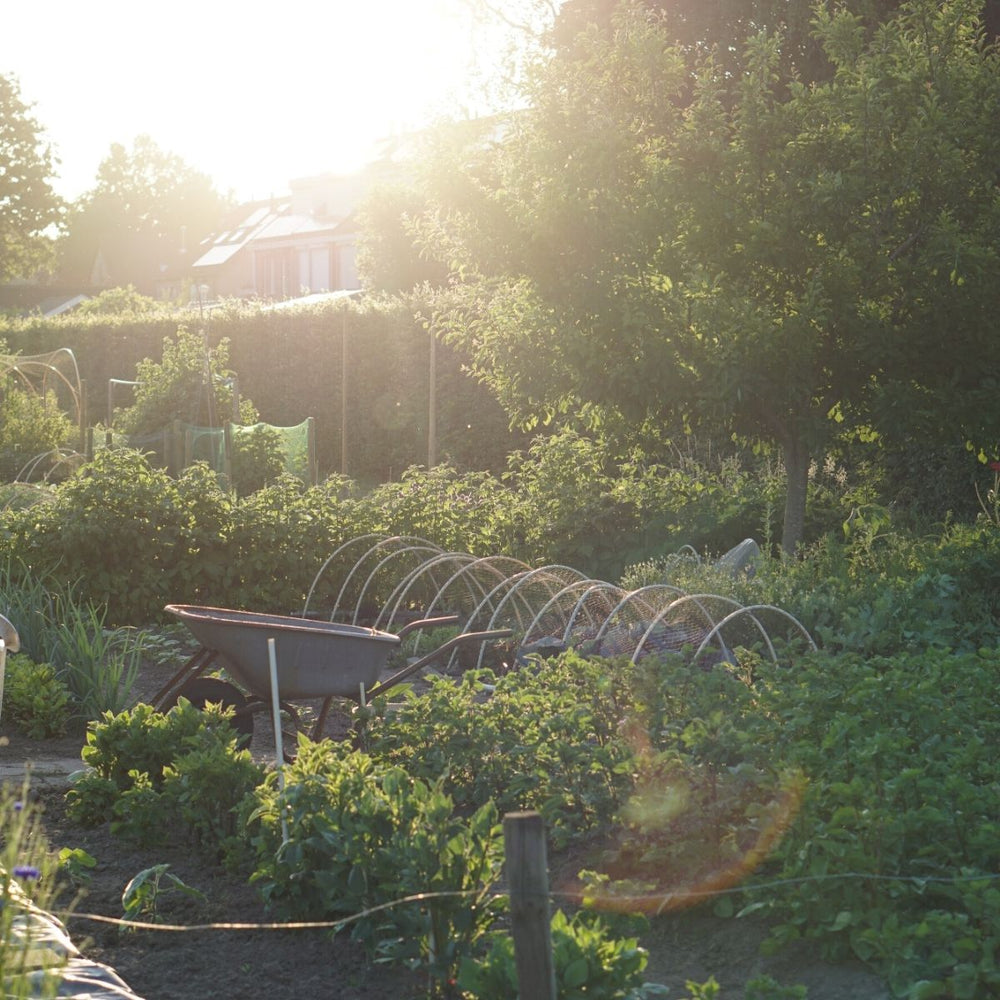 Starten met een moestuin met Loes Knoop
