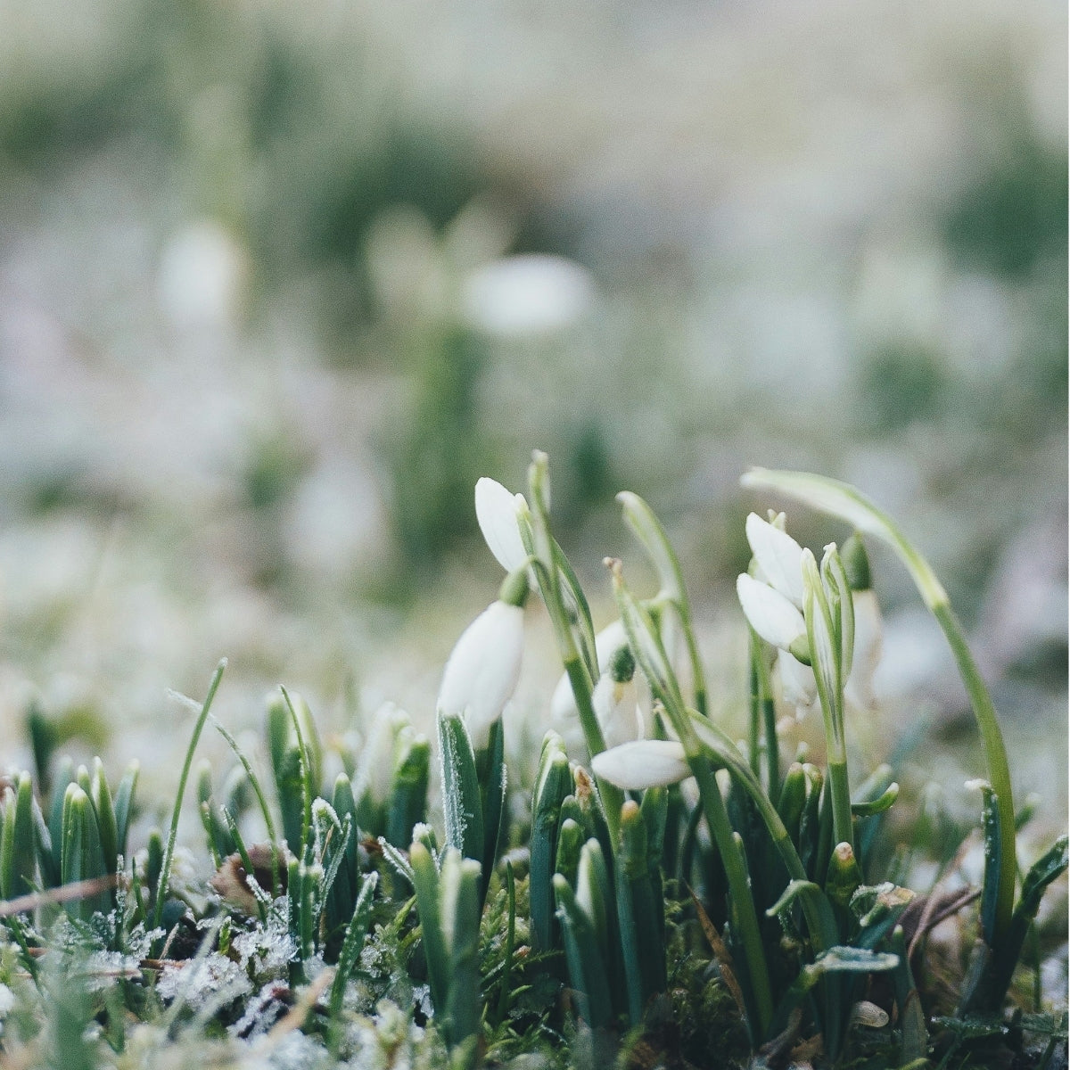 Vroege nectar: kleine bloemen met grote impact