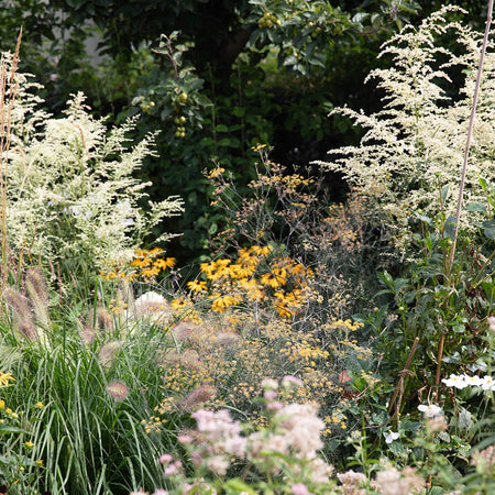 Hoe weet je welke planten het beste in jouw tuin groeien?
