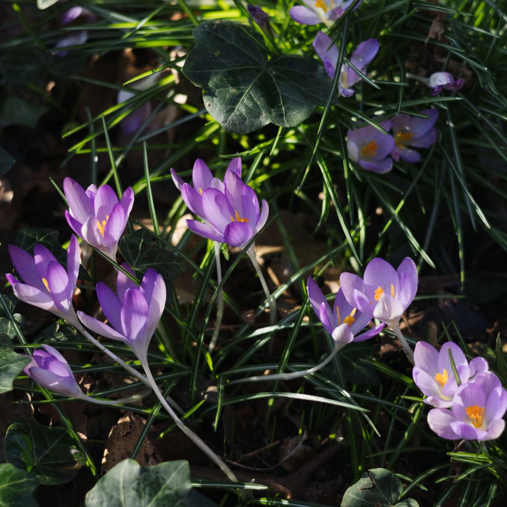 Dutch Bulbs Krokus - Bloembollen - 100 stuks - Botanische Budget Mix Dutch Bulbs Krokus - Bloembollen - 100 stuks - Botanische Budget Mix