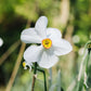 Narcissus poeticus recurvus (dichtersnarcis, 10 stuks) BIO