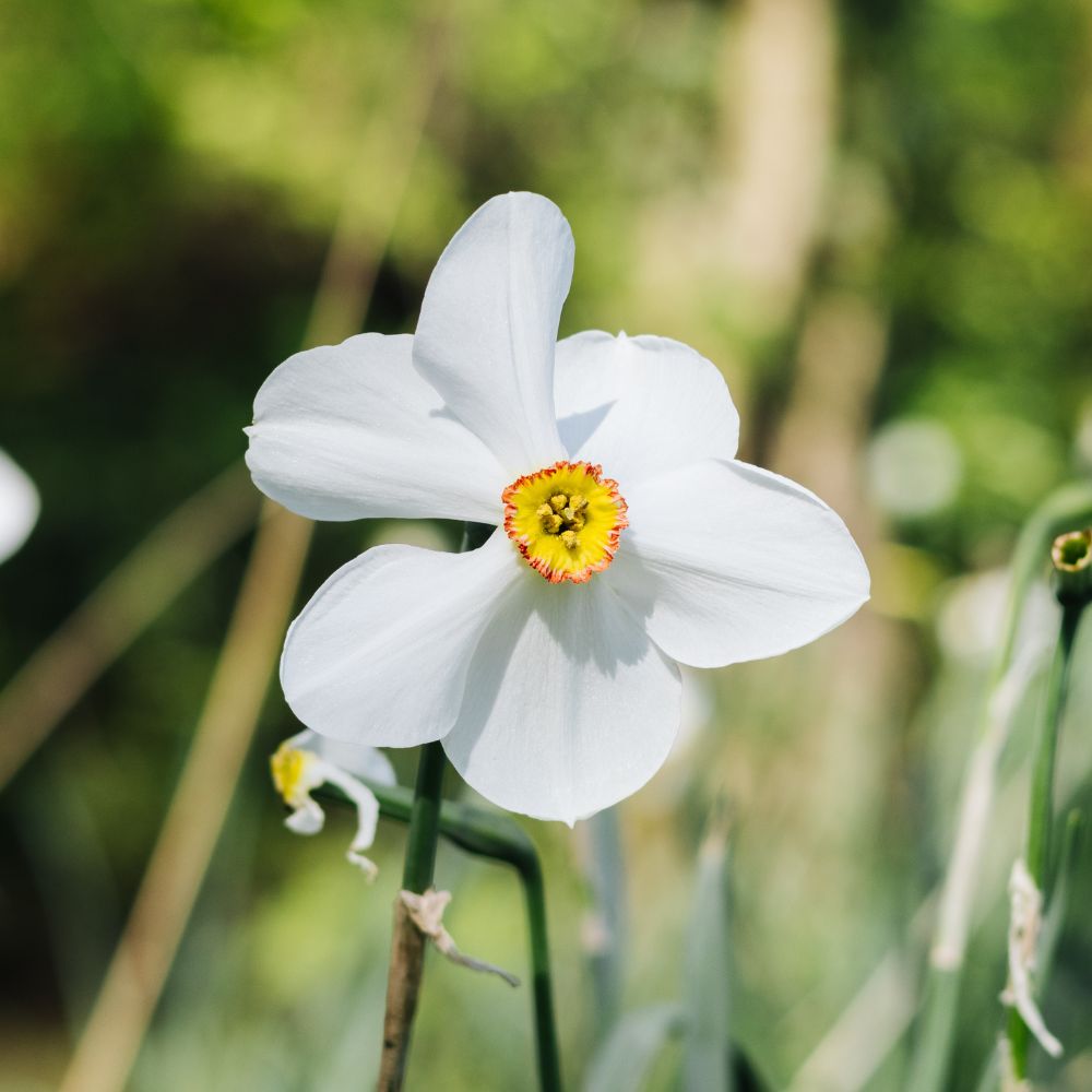 Narcissus poeticus recurvus (dichtersnarcis, 10 stuks) BIO