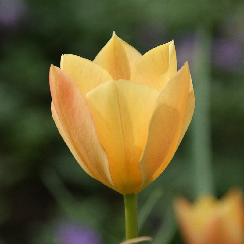 Tulipa batalinii 'Bronze Charm' (wilde tulp, 20 stuks) BIO