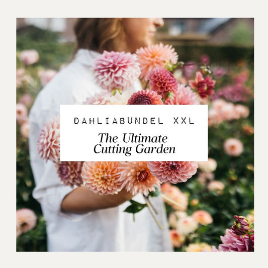 Dahliabundel XXL 'The Ultimate Cutting Garden' (20 knollen)
