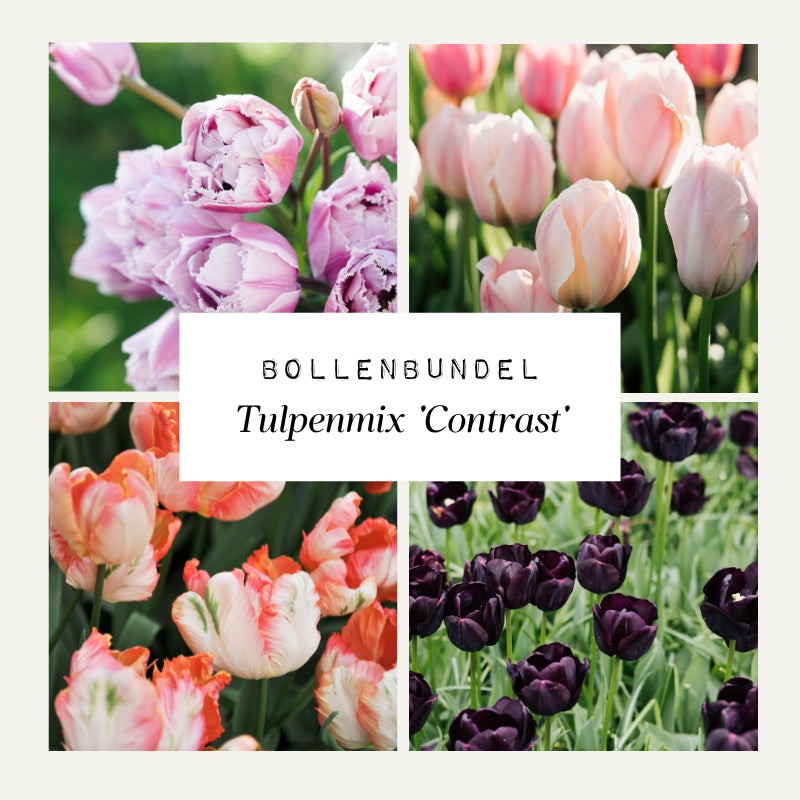Bollenbundel Tulpenmix 'Contrast'