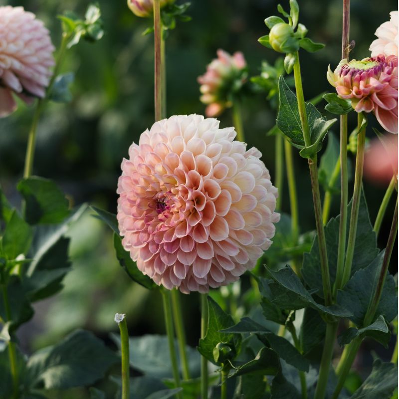 Plukbundel 'Sunset' - Compleet boeket met eenjarigen en dahlia's