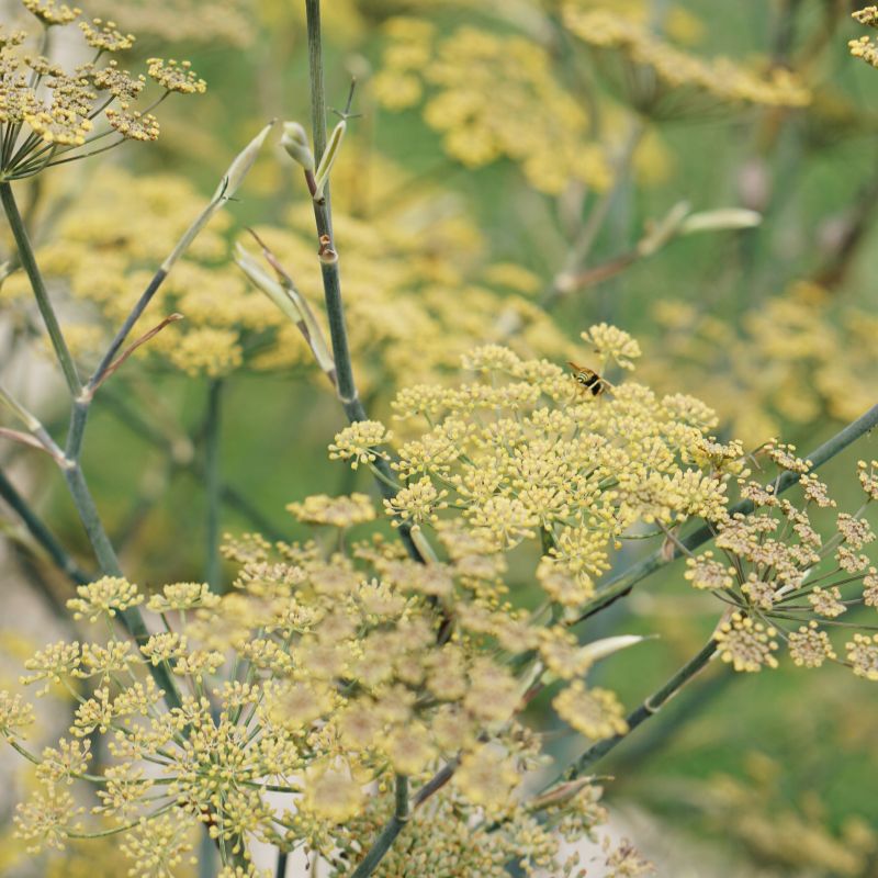 Plukbundel 'Sunset' - Compleet boeket met eenjarigen en dahlia's