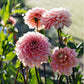 Plukbundel 'Soft Pink' - Compleet boeket met eenjarigen en dahlia's