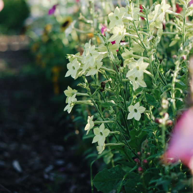 Plukbundel 'Sunset' - Compleet boeket met eenjarigen en dahlia's