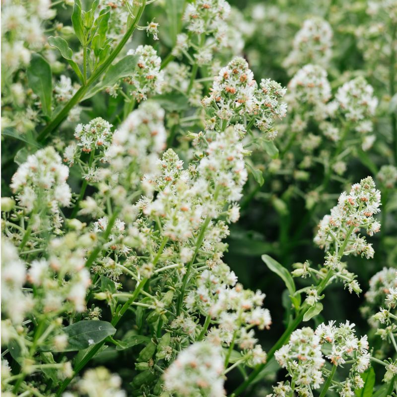 Plukbundel 'Soft Pink' - Compleet boeket met eenjarigen en dahlia's