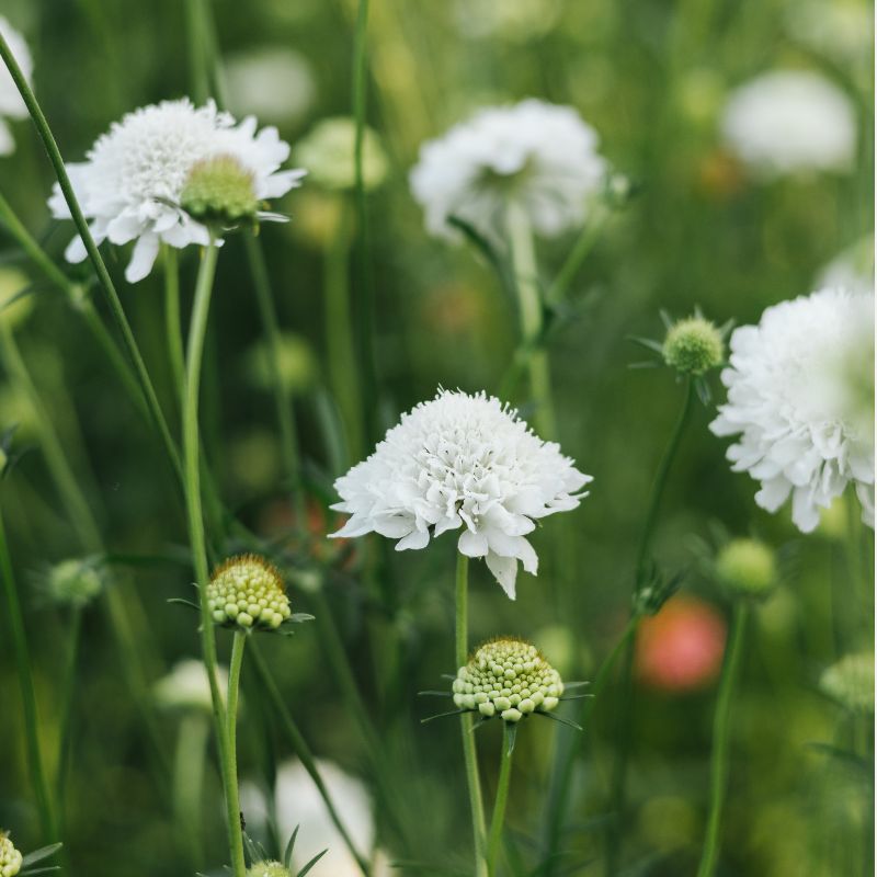 Plukbundel 'Soft Pink' - Compleet boeket met eenjarigen en dahlia's