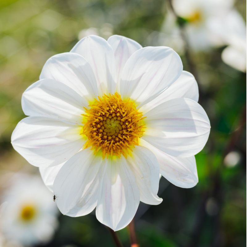 Plukbundel 'Soft Pink' - Compleet boeket met eenjarigen en dahlia's