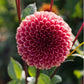 Plukbundel 'Soft Pink' - Compleet boeket met eenjarigen en dahlia's