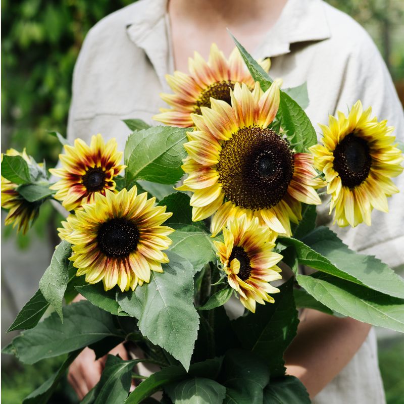 Plukbundel 'Sunset' - Compleet boeket met eenjarigen en dahlia's