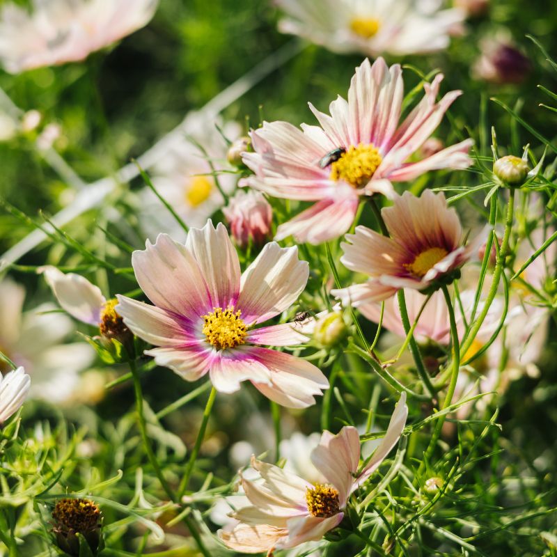 Plukbundel 'Soft Pink' - Compleet boeket met eenjarigen en dahlia's