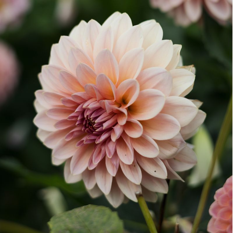 Plukbundel 'Sunset' - Compleet boeket met eenjarigen en dahlia's