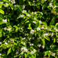 Kant-en-klaar haag Trachelospermum jasminoides (Toscaanse jasmijn)