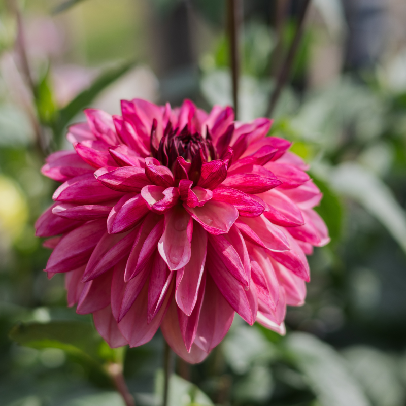 Dahlia 'Bacardi' BIO