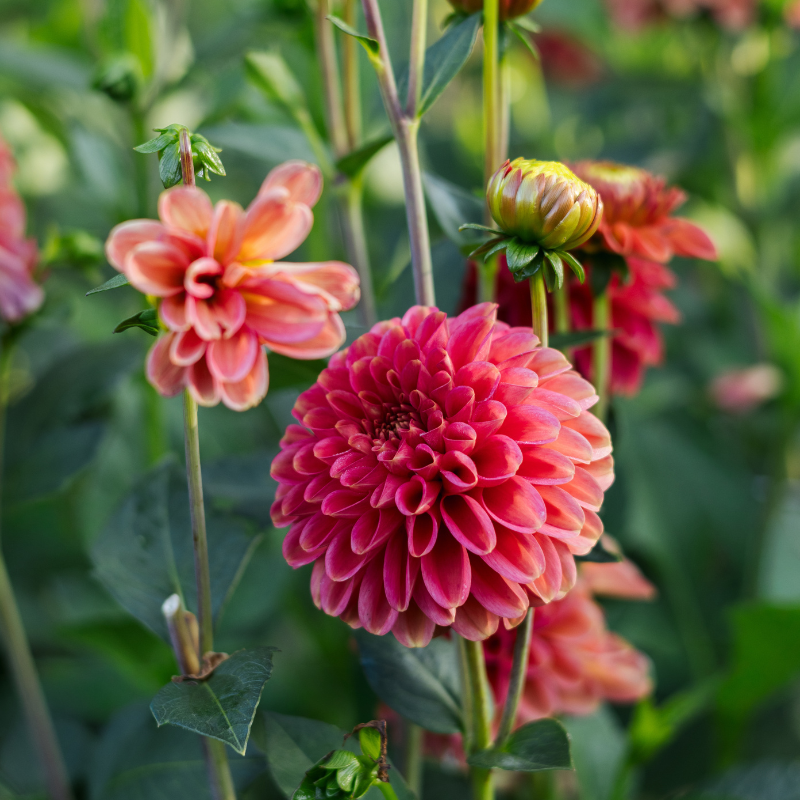 Dahlia 'Zundert Mystery Fox'