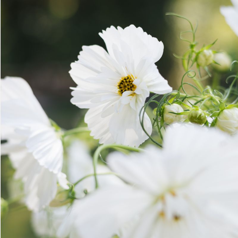 Plukbundel 'Sunset' - Compleet boeket met eenjarigen en dahlia's