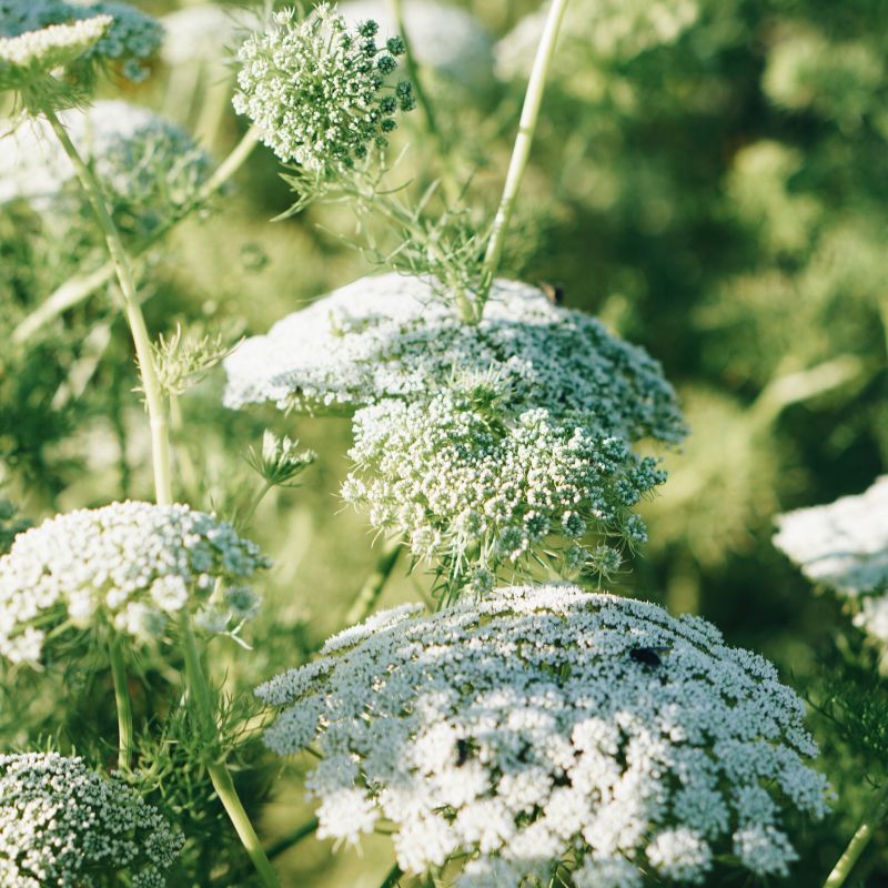 Plukbundel 'Soft Pink' - Compleet boeket met eenjarigen en dahlia's
