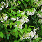 Kant-en-klaar haag Trachelospermum jasminoides (Toscaanse jasmijn)